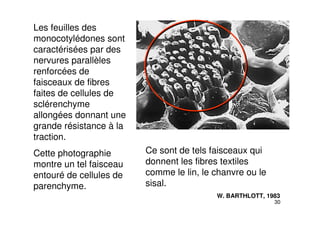 30
Les feuilles des
monocotylédones sont
caractérisées par des
nervures parallèles
renforcées de
faisceaux de fibres
faites de cellules de
sclérenchyme
allongées donnant une
grande résistance à la
traction.
Cette photographie
montre un tel faisceau
entouré de cellules de
parenchyme.
Ce sont de tels faisceaux qui
donnent les fibres textiles
comme le lin, le chanvre ou le
sisal.
W. BARTHLOTT, 1983
 