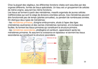 33
Chez la plupart des végétaux, les différentes fonctions vitales sont assurées par des
organes différents, formés de tissus spécialisés. Un tissu est un groupement de cellules
de même origine, assurant les même fonctions.
Les tissus se forment à partir des méristèmes, massifs organisés de jeunes cellules
indifférenciées qui sont le siège de divisions orientées actives. Ces méristèmes peuvent
être fonctionnels peu de temps (plantes annuelles), ou pendant de nombreuses années.
On distingue deux types de méristèmes:
- les méristèmes primaires, d'origine embryonnaire, situés à l'apex des tiges
(méristèmes caulinaires) et des racines (méristèmes racinaires), et à la base des
feuilles. Ils forment les tissus primaires qui constituent la structure primaire.
- les méristèmes secondaires, phellogène et cambium, apparaissent après les
méristèmes primaires. Ils assurent la croissance en épaisseur et donnent les tissus
secondaires qui constituent la structure secondaire.
 