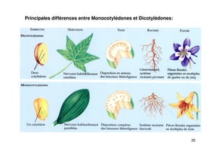 35
Principales différences entre Monocotylédones et Dicotylédones:
 
