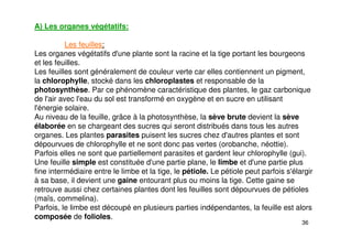 36
A) Les organes végétatifs:
Les feuilles:
Les organes végétatifs d'une plante sont la racine et la tige portant les bourgeons
et les feuilles.
Les feuilles sont généralement de couleur verte car elles contiennent un pigment,
la chlorophylle, stocké dans les chloroplastes et responsable de la
photosynthèse. Par ce phénomène caractéristique des plantes, le gaz carbonique
de l'air avec l'eau du sol est transformé en oxygène et en sucre en utilisant
l'énergie solaire.
Au niveau de la feuille, grâce à la photosynthèse, la sève brute devient la sève
élaborée en se chargeant des sucres qui seront distribués dans tous les autres
organes. Les plantes parasites puisent les sucres chez d'autres plantes et sont
dépourvues de chlorophylle et ne sont donc pas vertes (orobanche, néottie).
Parfois elles ne sont que partiellement parasites et gardent leur chlorophylle (gui).
Une feuille simple est constituée d'une partie plane, le limbe et d'une partie plus
fine intermédiaire entre le limbe et la tige, le pétiole. Le pétiole peut parfois s'élargir
à sa base, il devient une gaine entourant plus ou moins la tige. Cette gaine se
retrouve aussi chez certaines plantes dont les feuilles sont dépourvues de pétioles
(maïs, commelina).
Parfois, le limbe est découpé en plusieurs parties indépendantes, la feuille est alors
composée de folioles.
 