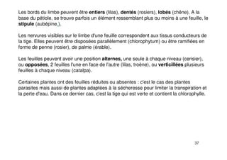 37
Les bords du limbe peuvent être entiers (lilas), dentés (rosiers), lobés (chêne). A la
base du pétiole, se trouve parfois un élément ressemblant plus ou moins à une feuille, le
stipule (aubépine.).
Les nervures visibles sur le limbe d'une feuille correspondent aux tissus conducteurs de
la tige. Elles peuvent être disposées parallèlement (chlorophytum) ou être ramifiées en
forme de penne (rosier), de palme (érable).
Les feuilles peuvent avoir une position alternes, une seule à chaque niveau (cerisier),
ou opposées, 2 feuilles l'une en face de l'autre (lilas, troène), ou verticillées plusieurs
feuilles à chaque niveau (catalpa).
Certaines plantes ont des feuilles réduites ou absentes : c'est le cas des plantes
parasites mais aussi de plantes adaptées à la sécheresse pour limiter la transpiration et
la perte d'eau. Dans ce dernier cas, c'est la tige qui est verte et contient la chlorophylle.
 