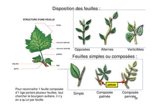38
Alternes
Opposées Verticillées
Disposition des feuilles :
Feuilles simples ou composées :
Simple Composée
palmée
Composée
pennée
pétiole
Pour reconnaître 1 feuille composée
d’1 tige portant plusieur feuilles, faut
chercher le bourgeon axillaire, il n’y
en a qu’un par feuille.
 