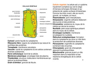 4
Cellule végétale: la cellule est un système
hautement complexe qui est le siège
d'intenses échanges d'énergie et qui
présente de vastes surfaces d'interphase.
Comme tout être vivant, elle se nourrit,
grandit, se multiplie, et meurt.
Plasmodesme: pont intercellulaire.
Dictyosome: organite cellulaire élaborant
des sucres et des protéines.
Chromatine: substance du noyau de la
cellule qui donne la couleur.
Nucléole: petit corps sphérique présent
dans le noyau de la cellule.
Enveloppe nucléaire: membrane
enveloppant le nucléole.
Réticulum endoplasmique: formation
dans le cytoplasme qui joue un rôle dans
la production de substances diverses.
Peroxysome: organelle du cytoplasme
contenant des enzymes.
Chloroplaste: grain de chlorophylle
assurant la photosynthèse.
Mitochondrie: granule jouant un rôle
important dans la respiration et les
réactions énergétiques de la cellule
vivante.
Cytosol: partie liquide du cytoplasme.
Ribosome libre: organe du cytoplasme qui assure la
synthèse des protéines.
Tonoplaste: membrane vacuolaire.
Vacuole: cavité du cytoplasme d'une cellule contenant
diverses substances.
Paroi cellulosique: bord de la cellule.
Membrane plasmique: enveloppe faite de plasma.
Thylakoïdes: structure moléculaire membraneuse qui
assure la photosynthèse.
Grain d'amidon: granule de fécule.
 