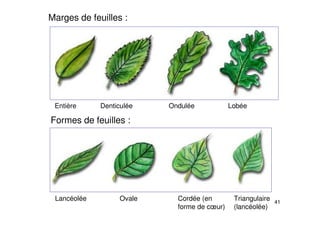 41
Marges de feuilles :
Entière Denticulée Ondulée Lobée
Formes de feuilles :
Lancéolée Ovale Cordée (en
forme de cœur)
Triangulaire
(lancéolée)
 