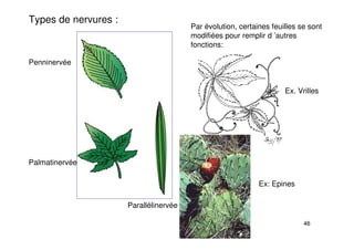 46
Types de nervures :
Penninervée
Palmatinervée
Parallélinervée
Par évolution, certaines feuilles se sont
modifiées pour remplir d ’autres
fonctions:
Ex. Vrilles
Ex: Epines
 