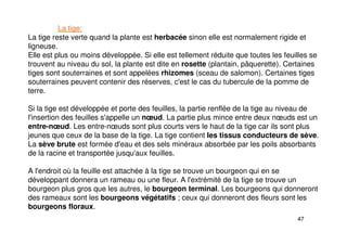 47
La tige:
La tige reste verte quand la plante est herbacée sinon elle est normalement rigide et
ligneuse.
Elle est plus ou moins développée. Si elle est tellement réduite que toutes les feuilles se
trouvent au niveau du sol, la plante est dite en rosette (plantain, pâquerette). Certaines
tiges sont souterraines et sont appelées rhizomes (sceau de salomon). Certaines tiges
souterraines peuvent contenir des réserves, c'est le cas du tubercule de la pomme de
terre.
Si la tige est développée et porte des feuilles, la partie renflée de la tige au niveau de
l'insertion des feuilles s'appelle un nœud. La partie plus mince entre deux nœuds est un
entre-nœud. Les entre-nœuds sont plus courts vers le haut de la tige car ils sont plus
jeunes que ceux de la base de la tige. La tige contient les tissus conducteurs de sève.
La sève brute est formée d'eau et des sels minéraux absorbée par les poils absorbants
de la racine et transportée jusqu'aux feuilles.
A l'endroit où la feuille est attachée à la tige se trouve un bourgeon qui en se
développant donnera un rameau ou une fleur. A l'extrémité de la tige se trouve un
bourgeon plus gros que les autres, le bourgeon terminal. Les bourgeons qui donneront
des rameaux sont les bourgeons végétatifs ; ceux qui donneront des fleurs sont les
bourgeons floraux.
 