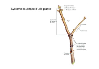48
Système caulinaire d’une plante
 