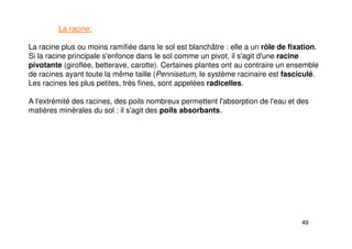 49
La racine:
La racine plus ou moins ramifiée dans le sol est blanchâtre : elle a un rôle de fixation.
Si la racine principale s'enfonce dans le sol comme un pivot, il s'agit d'une racine
pivotante (giroflée, betterave, carotte). Certaines plantes ont au contraire un ensemble
de racines ayant toute la même taille (Pennisetum, le système racinaire est fasciculé.
Les racines les plus petites, très fines, sont appelées radicelles.
A l'extrémité des racines, des poils nombreux permettent l'absorption de l'eau et des
matières minérales du sol : il s'agit des poils absorbants.
 