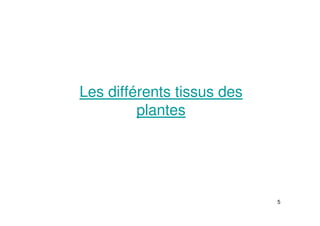 5
Les différents tissus des
plantes
 