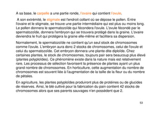 53
A sa base, le carpelle a une partie ronde, l’ovaire qui contient l’ovule.
A son extrémité, le stigmate est l'endroit collant où se dépose le pollen. Entre
l'ovaire et le stigmate, se trouve une partie intermédiaire qui est plus ou moins long.
Le pollen donnera le spermatozoïde qui fécondera l'ovule. L'ovule fécondé par le
spermatozoïde, donnera l'embryon qui se trouvera protégé dans la graine. L'ovaire
deviendra le fruit qui protégera la graine elle-même et facilitera sa dispersion.
Normalement, le spermatozoïde ne contient qu'un seul stock de chromosomes
comme l'ovule. L'embryon aura donc 2 stocks de chromosomes, celui de l'ovule et
celui du spermatozoïde. Cet embryon donnera une plante dite diploïde. Chez
certaines plantes, le stock de chromosomes, toujours pair sera beaucoup plus élevé
(plantes polyploïdes). Ce phénomène existe dans la nature mais est relativement
rare. Les processus de sélection favorisent la présence de plantes ayant un plus
grand nombre de chromosomes. En horticulture, cette augmentation du nombre de
chromosomes est souvent liée à l'augmentation de la taille de la fleur ou du nombre
de pétales.
En agriculture, les plantes polyploïdes produiront plus de protéines ou de glucides
de réserves. Ainsi, le blé cultivé pour la fabrication du pain contient 42 stocks de
chromosomes alors que ses parents sauvages n'en possèdent que 2.
 