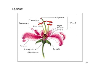 54
La fleur:
 