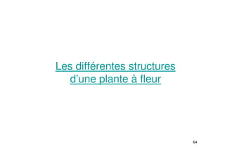 64
Les différentes structures
d’une plante à fleur
 