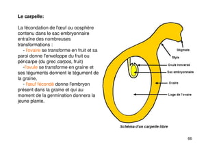 66
Le carpelle:
La fécondation de l'œuf ou oosphère
contenu dans le sac embryonnaire
entraîne des nombreuses
transformations :
- l'ovaire se transforme en fruit et sa
paroi donne l'enveloppe du fruit ou
péricarpe (du grec carpos, fruit)
-l'ovule se transforme en graine et
ses téguments donnent le tégument de
la graine,
- l'œuf fécondé donne l'embryon
présent dans la graine et qui au
moment de la germination donnera la
jeune plante.
 