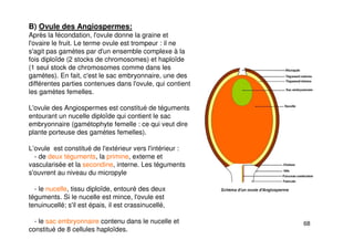 68
B) Ovule des Angiospermes:
Après la fécondation, l'ovule donne la graine et
l'ovaire le fruit. Le terme ovule est trompeur : il ne
s'agit pas gamètes par d'un ensemble complexe à la
fois diploïde (2 stocks de chromosomes) et haploïde
(1 seul stock de chromosomes comme dans les
gamètes). En fait, c'est le sac embryonnaire, une des
différentes parties contenues dans l'ovule, qui contient
les gamètes femelles.
L'ovule des Angiospermes est constitué de téguments
entourant un nucelle diploïde qui contient le sac
embryonnaire (gamétophyte femelle : ce qui veut dire
plante porteuse des gamètes femelles).
L’ovule est constitué de l'extérieur vers l'intérieur :
- de deux téguments, la primine, externe et
vascularisée et la secondine, interne. Les téguments
s'ouvrent au niveau du micropyle
- le nucelle, tissu diploïde, entouré des deux
téguments. Si le nucelle est mince, l'ovule est
tenuinucellé; s'il est épais, il est crassinucellé,
- le sac embryonnaire contenu dans le nucelle et
constitué de 8 cellules haploïdes.
 