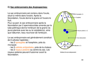 69
C) Sac embryonnaire des Angiospermes:
Le sac embryonnaire est contenu dans l'ovule,
situé lui même dans l'ovaire. Après la
fécondation, l'ovule donne la graine et l'ovaire le
fruit.
Pour sa part, le sac embryonnaire après la
fécondation par 2 spermatozoïdes amenés par le
tube pollinique donne l'embryon de la graine (la
jeune plantule avec les ou le cotylédon(s), ainsi
que l'albumen, tissu nourricier de l'embryon.
Le sac embryonnaire est généralement constitué
de 8 cellules haploïdes :
- les 2 synergides et l'oosphère, près du
micropyle
- les 3 cellules antipodiales, près de la chalaze
- les 2 noyaux polaires au centre du sac. Les
noyaux polaires peuvent fusionner avant la
fécondation.
 
