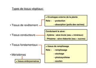 7
Types de tissus végétaux:
• Tissus de revêtement
• Tissus conducteurs
• Tissus fondamentaux
• Méristèmes
= Enveloppe externe de la plante
Rôle : - protection
- absorption (poils des racines)
Conduisent la sève:
- Xylème : sève brute (eau + minéraux)
- Phloème : sève élaborée (eau + sucres)
= tissus de remplissage
Rôle : - remplissage
- stockage
- photosynthèse
- soutien
= tissus embryonnaires
 
