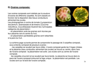 71
D) Ovaires composés:
Les ovaires composés sont réalisés par la soudure
d'ovaires de différents carpelles. Ils sont classés en
fonction de la disposition des tissus conducteurs
alimentant les ovules.
Les photographies ci-contre de tomate (Lycopersicon
esculentum, Solanaceae) et de kiwano (Cucumis
metuliferus, Cucurbitaceae) illustrent les 2 principales
catégories de placentation :
- en placentation axile les graines sont réunies par
leur placenta vers le centre du fruit,
- en placentation pariétaleles graines sont rattachées
à la paroi du fruit.
Le schéma page suivante permet de comprendre le passage de 3 carpelles composé,
sous-entendu composé de plusieurs ovaires :
- les carpelles se soudent par leurs côtés. L'ovaire composé garde les 3 loges initiales
et le placenta (tissu conducteur alimentant les ovules) se trouve au centre, dans l'axe
de l'ovaire composé : la placentation est axile. Les ovules sont au centre de l'ovaire
composé.
les carpelles s'ouvrent et se soudent par leurs bords. Le placenta se trouve dans la
paroi de l'ovaire composé entourant la loge unique : la placentation est pariétale. Les
ovules sont sur le bord de l'ovaire composé.
 