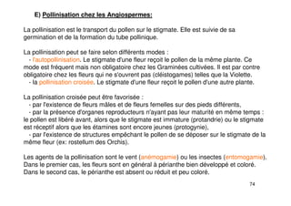 74
E) Pollinisation chez les Angiospermes:
La pollinisation est le transport du pollen sur le stigmate. Elle est suivie de sa
germination et de la formation du tube pollinique.
La pollinisation peut se faire selon différents modes :
- l'autopollinisation. Le stigmate d'une fleur reçoit le pollen de la même plante. Ce
mode est fréquent mais non obligatoire chez les Graminées cultivées. Il est par contre
obligatoire chez les fleurs qui ne s'ouvrent pas (cléistogames) telles que la Violette.
- la pollinisation croisée. Le stigmate d'une fleur reçoit le pollen d'une autre plante.
La pollinisation croisée peut être favorisée :
- par l'existence de fleurs mâles et de fleurs femelles sur des pieds différents,
- par la présence d'organes reproducteurs n'ayant pas leur maturité en même temps :
le pollen est libéré avant, alors que le stigmate est immature (protandrie) ou le stigmate
est réceptif alors que les étamines sont encore jeunes (protogynie),
- par l'existence de structures empêchant le pollen de se déposer sur le stigmate de la
même fleur (ex: rostellum des Orchis).
Les agents de la pollinisation sont le vent (anémogamie) ou les insectes (entomogamie).
Dans le premier cas, les fleurs sont en général à périanthe bien développé et coloré.
Dans le second cas, le périanthe est absent ou réduit et peu coloré.
 