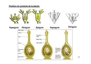 77
Position du gynécée de la plante:
Périgyne
Hypogyne
Hypogyne Périgyne Epigyne
 