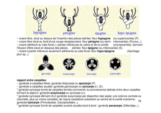 78
~ ovaire libre, situé au dessus de l'insertion des pièces stériles: fleur hypogyne (ou superovariée) (P).
~ ovaire libre situé au fond d'une coupe réceptaculaire: fleur périgyne (ou semi- inferovariée) (Prunus...).
~ ovaire adhérent au tube floral (= parties inférieures du calice et de la corolle concrescentes), donnant
l'illusion d'être situé en dessous des pièces stériles: fleur épigyne (ou inferovariée) (E).
~ ovaire à partie inférieure seulement adhérente au tube floral: fleur hypo-épigyne (Saxifraga
pluri sp...).
rapport entre carpelles:
~ gynécée à carpelles libres: gynécée dialycarpe ou apocarpe (P).
~ gynécée à carpelles soudés: gynécée gamocarpe ou syncarpe s.l. (E).
" gynécée syncarpe formé de carpelles fermés connivents; la concrescence latérale entre deux carpelles
formant le septum: gynécée eusyncarpe ou syncarpe s.s.
" gynécée syncarpe dérivant d'un gynécée eusyncarpe par disparition des septa; une colonne centrale ou
columelle, plus ou moins complète, de nature carpellaire subsistant au centre de la cavité ovarienne:
gynécée lysicarpe (Primulaceae, Caryophyllales...).
" gynécée syncarpe formé de carpelles ouverts soudés bord à bord : gynécée paracarpe (Dillenidae...).
 
