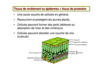 8
Tissus de revêtement ou épidermes = tissus de protection
Tissus de revêtement ou épidermes = tissus de protection
• Une seule couche de cellules en général.
• Recouvrent et protègent les jeunes plants.
• Cellules peuvent former des poils (défense ou
absorption de l’eau et des minéraux)
• Cellules peuvent sécréter une couche de cire
(cuticule)
 