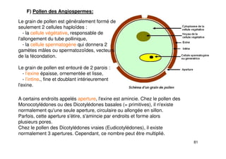 81
Le grain de pollen est généralement formé de
seulement 2 cellules haploïdes :
- la cellule végétative, responsable de
l'allongement du tube pollinique,
- la cellule spermatogène qui donnera 2
gamètes mâles ou spermatozoïdes, vecteurs
de la fécondation.
Le grain de pollen est entouré de 2 parois :
- l’exine épaisse, ornementée et lisse,
- l’intine., fine et doublant intérieurement
l'exine.
F) Pollen des Angiospermes:
A certains endroits appelés aperture, l'exine est amincie. Chez le pollen des
Monocotylédones ou des Dicotylédones basales (= primitives), il n'existe
normalement qu'une seule aperture, circulaire ou allongée en sillon.
Parfois, cette aperture s'étire, s'amincie par endroits et forme alors
plusieurs pores.
Chez le pollen des Dicotylédones vraies (Eudicotylédones), il existe
normalement 3 apertures. Cependant, ce nombre peut être multiplié.
 