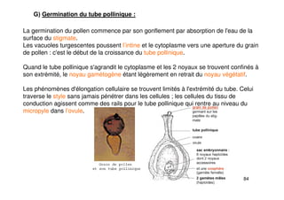 84
G) Germination du tube pollinique :
La germination du pollen commence par son gonflement par absorption de l'eau de la
surface du stigmate.
Les vacuoles turgescentes poussent l’intine et le cytoplasme vers une aperture du grain
de pollen : c'est le début de la croissance du tube pollinique.
Quand le tube pollinique s'agrandit le cytoplasme et les 2 noyaux se trouvent confinés à
son extrémité, le noyau gamétogène étant légèrement en retrait du noyau végétatif.
Les phénomènes d'élongation cellulaire se trouvent limités à l'extrémité du tube. Celui
traverse le style sans jamais pénétrer dans les cellules ; les cellules du tissu de
conduction agissent comme des rails pour le tube pollinique qui rentre au niveau du
micropyle dans l’ovule.
 