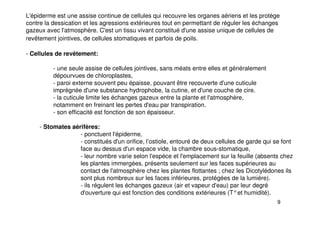 9
L'épiderme est une assise continue de cellules qui recouvre les organes aériens et les protège
contre la dessication et les agressions extérieures tout en permettant de réguler les échanges
gazeux avec l'atmosphère. C'est un tissu vivant constitué d'une assise unique de cellules de
revêtement jointives, de cellules stomatiques et parfois de poils.
- Cellules de revêtement:
- une seule assise de cellules jointives, sans méats entre elles et généralement
dépourvues de chloroplastes,
- paroi externe souvent peu épaisse, pouvant être recouverte d'une cuticule
imprégnée d'une substance hydrophobe, la cutine, et d'une couche de cire.
- la cuticule limite les échanges gazeux entre la plante et l'atmosphère,
notamment en freinant les pertes d'eau par transpiration.
- son efficacité est fonction de son épaisseur.
- Stomates aérifères:
- ponctuent l'épiderme,
- constitués d'un orifice, l’ostiole, entouré de deux cellules de garde qui se font
face au dessus d'un espace vide, la chambre sous-stomatique,
- leur nombre varie selon l'espèce et l'emplacement sur la feuille (absents chez
les plantes immergées, présents seulement sur les faces supérieures au
contact de l'atmosphère chez les plantes flottantes ; chez les Dicotylédones ils
sont plus nombreux sur les faces inférieures, protégées de la lumière).
- ils régulent les échanges gazeux (air et vapeur d'eau) par leur degré
d'ouverture qui est fonction des conditions extérieures (T°et humidité).
 