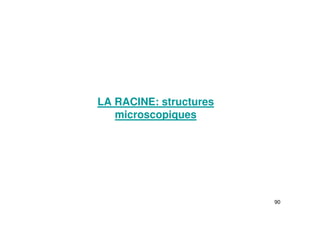 90
LA RACINE: structures
microscopiques
 