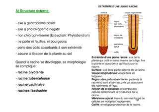 91
A) Structure externe:
- axe à géotropisme positif
- axe à phototropisme négatif
- non chlorophyllienne (Exception: Phylodendron)
- ne porte ni feuilles, ni bourgeons
- porte des poils absorbants à son extrémité
- assure la fixation de la plante au sol
Extrémité d'une jeune racine: axe de la
plante qui croît en sens inverse de la tige, fixe
la plante et absorbe ce qu'il faut pour la
nourrir.
Surface: vue de la partie externe de la racine.
Coupe longitudinale: coupe faire en
longueur.
Région des poils absorbants: partie de la
racine où sont situés les poils qui absorbent
les nutriments et l'eau.
Région de croissance: ensemble des
cellules déterminant la croissance de la
racine.
Méristème apical: tissu du sommet formé de
cellules se multipliant rapidement.
Coiffe: enveloppe protectrice de la racine.
Quand la racine se développe, sa morphologie
se complique:
- racine pivotante
- racine tuberculeuse
- racine caulinaire
- racines fasciculée
 