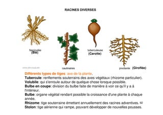 92
Différents types de tiges: axe de la plante.
Tubercule: renflements souterrains des axes végétaux (rhizome particulier).
Volubile: qui s'enroule autour de quelque chose lorsque possible.
Bulbe en coupe: division du bulbe faite de manière à voir ce qu'il y a à
l'intérieur.
Bulbe: organe végétal rendant possible la croissance d'une plante à chaque
année.
Rhizome: tige souterraine émettant annuellement des racines adventives.
Stolon: tige aérienne qui rampe, pouvant développer de nouvelles pousses.
(Giroflée)
(Carotte)
(Blé)
 