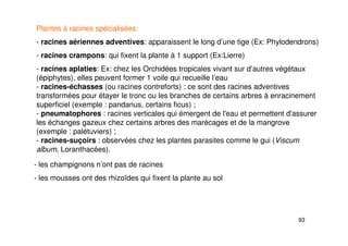 93
Plantes à racines spécialisées:
- racines aériennes adventives: apparaissent le long d’une tige (Ex: Phylodendrons)
- racines crampons: qui fixent la plante à 1 support (Ex:Lierre)
- racines aplaties: Ex: chez les Orchidées tropicales vivant sur d’autres végétaux
(épiphytes), elles peuvent former 1 voile qui recueille l’eau
- racines-échasses (ou racines contreforts) : ce sont des racines adventives
transformées pour étayer le tronc ou les branches de certains arbres à enracinement
superficiel (exemple : pandanus, certains ficus) ;
- pneumatophores : racines verticales qui émergent de l'eau et permettent d'assurer
les échanges gazeux chez certains arbres des marécages et de la mangrove
(exemple : palétuviers) ;
- racines-suçoirs : observées chez les plantes parasites comme le gui (Viscum
album, Loranthacées).
- les champignons n’ont pas de racines
- les mousses ont des rhizoïdes qui fixent la plante au sol
 