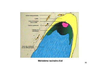 96
Méristème racinaire d'ail
 