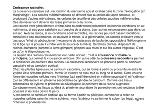 97
Croissance racinaire:
La croissance racinaire est une fonction du méristème apical localisé dans la zone d'élongation (cf.
Morphologie). Les cellules méristématiques se divisent plus ou moins de façon continue, et
produisent d'autres méristèmes, les cellules de la coiffe et des cellules souches indifférenciées.
Ces dernières vont devenir les tissus primaires de la racine.
Les racines vont généralement croître dans toute direction présentant les bonnes conditions en air,
nutriments, et eau pour satisfaire aux besoins de la plante. Les racines ne pousseront pas dans un
sol sec. Avec le temps, si les conditions sont favorables, les racines peuvent casser fondations,
conduites d'eau souterraines, et soulever le trottoir. A la germination, les racines croissent vers le
bas sous l'effet du géotropisme (mécanisme de croissance de la plante, opposable à l'héliotropisme
de la tige qui la pousse à croître vers la source de lumière). Certaines plantes, disposant de
racines-crampons (comme le lierre grimpant) grimpent aux murs et sur les autres végétaux. C'est
ce qu'on le thigmotropisme.
La plupart des plantes croissent par leur partie apicale ; c'est la croissance primaire ou
principale, qui permet la croissance verticale. D'un autre côté, la croissance secondaire permet
la croissance en diamètre des racines. La croissance secondaire se produit à partir du cambium
vasculaire et du cambium cortical.
Chez les plantes ligneuses, le cambium vasculaire, qui se forme à partir du procambium entre le
xylème et le phloème primaire, forme un cylindre de tissu tout au long de la racine. Cette couche
forme de nouvelles cellules vers l'intérieur (qui se différencient en xylème secondaire) et l'extérieur
(qui se différencient en phloème secondaire) du cylindre de cambium. Comme ces tissus
secondaires de xylème et phloème se développent, le périmètre de la racine augmente.
Conséquemment, les tissus au-delà du phloème secondaire (le parenchyme), ont tendance à être
poussés et écrasés contre la paroi.
A cet endroit, le cambium cortical, qui se forme à partir du péricycle, commence à créer de
nouvelles cellules selon le même schéma : vers l'extérieur va se former le suber (ou liège), et vers
l'intérieur le phelloderme.
 