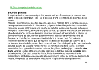98
B) Structure primaire de la racine:
Structure primaire:
Il s'agit de la structure anatomique des jeunes racines. Sur une coupe transversale
(dans le sens de la largeur : voir Fig. ci-dessus) d'une telle racine, on distingue deux
zones :
l'écorce : distincte de ce que l'on appelle également l'écorce dans le langage courant,
cette partie est constituée du rhizoderme qui porte d'abord les poils absorbants de la
racine (ou assise pilifère) puis une couche de cellules subérisées (l'assise subéreuse,
lorsque la racine vieillit), et du parenchyme cortical, qui assure le transport des éléments
absorbés jusqu'au centre de la racine pour leur transport à travers toute la plante. La
dernière couche de cellule de ce parenchyme est épaissie et forme une sorte de
barrière de contrôle des molécules circulant dans la racine, c'est l'endoderme.
le cylindre central : c'est ici que se trouvent les tissus de transport de la sève, de la
racine vers le reste de la plante. Il est composé tout d'abord du péricycle, une couche de
cellules à partir de laquelle vont se former les ramifications de la racine. Viennent
ensuite les deux types de tissus conducteurs, le xylème (ou bois) qui conduit la sève
brute vers les feuilles et le phloème (ou liber) qui redistribue la sève élaborée dans
toute la plante. Ces deux types de tissus, issus d'une couche intermédiaire de
procambium, sont disposés en cercle, alternativement. Enfin, au centre de la racine, la
moelle, composée de parenchyme médullaire, n'a pas de fonction particulière.
 