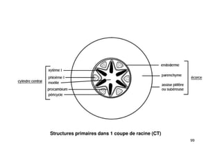 99
Structures primaires dans 1 coupe de racine (CT)
 
