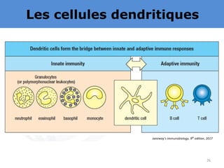 Les cellules dendritiques
26
 