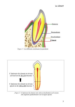 Le cément
7
Gencive
Desmodonte
Cément
Os alvéolaire
Figure 1 : Les différents constituants du parodonte
L’épaisseur du cém...