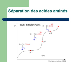 Séparation des acides aminés 