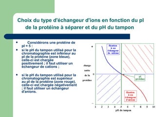 Choix du type d'échangeur d'ions en fonction du pI de la protéine à séparer et du pH du tampon          Considérons une protéine de pI = 5 :       si le pH du tampon utilisé pour la chromatographie est inférieur au pI de la protéine (zone bleue), celle-ci est chargée positivement ;   il faut utiliser un échangeur de cations ;      si le pH du tampon utilisé pour la chromatographie est supérieur au pI de la protéine (zone rouge), celle-ci est chargée négativement ;   il faut utiliser un échangeur d'anions.     