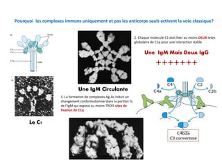 Pourquoi les complexes immuns uniquement et pas les anticorps seuls activent la voie classique?
Le C1
Une IgM Circulante
1. La formation de complexes Ag-Ac induit un
changement conformationnel dans la portion Fc
de l’IgM qui expose au moins TROIS sites de
fixation de C1q
2. Chaque molecule C1 doit fixer au moins DEUX tetes
globulaire de C1q pour une interaction stable
Une IgM Mais Deux IgG
+++++++
 