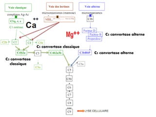 C3 convertase
classique
C3 convertase alterne
C5 convertase alterne
C5 convertase classique
 