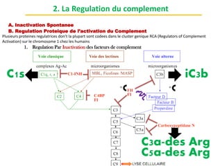 A. Inactivation Spontanee
2. La Regulation du complement
B. Regulation Proteique de l’activation du Complement
FI
iC3b
C3a-des Arg
C5a-des Arg
FI
1. Regulation Par Inactivation des facteurs de complement
Plusieurs proteines regulatrices don’t la plupart sont codees dans le cluster genique RCA (Regulators of Complement
Activation) sur le chromosome 1 chez les humains
C1s
 