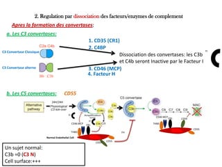 24H/24H
Normal Endothelial Cell
FHTHBD
CD46 MCP
CD59
CR1
CD55
THBD
CD46 MCP
CD59CR1
CD55
FI
FI
Un sujet normal:
C3b =0 (C3 N)
Cell surface:+++
2. Regulation par dissociation des facteurs/enzymes de complement
Apres la formation des convertases:
1. CD35 (CR1)
2. C4BP
3. CD46 (MCP)
4. Facteur H
FI
Dissociation des convertases: les C3b
et C4b seront Inactive par le Facteur I
a. Les C3 convertases:
b. Les C5 convertases: CD55
C3 Convertase Classique
C3 Convertase alterne
 