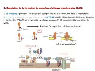 C. Regulation de la formation du complexe d’attaque membranaire (CAM)
1. La Proteine S previent l’insertion des composants C5b-6-7 du CAM dans la membrane
2. Le HRF (Homologous restriction factor) et le CD59 (=MIRL ) Membrane Inhibitor of Reactive
Lysis fixent le C5b678, et previent l’assemblage du poly-C9 bloquant ainsi la formation du
MAC.
Previent l’attaque des cellules avoisinantes
la formation du MAC.
 
