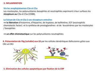 3. INFLAMMATION
Via les anaphylatoxines C3a et C5a
Les mastocytes, les polynucléaires basophiles et neutrophiles expriment à leur surfaces les
récepteurs au C3a et C5a (CD88).
La liaison de C3a et C5a à ces récepteurs entraîne:
=> la libération d'histamine, d'héparine, de tryptase, de kallikréine, ECF (eosinophilic
chemotactic factor) et la synthèse de prostaglandines et de leucotriènes par les mastocytes
/ basophiles
=> un effet chimiotactique sur les polynucléaires neutrophiles
4. Présentation de l’Ag (soluble) aux LB par les cellules dendritiques folliculaires grâce aux
CR1 et CR3
5. Elimination des cellules apoptotiques par fixation de la CRP
 