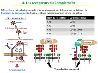 Differentes activites biologiques du systeme du complement dependent de la liason des
fragments du complement a leurs recepteurs exprimes par une varietes de cellules
4. Les recepteurs du Complement
1. CR2: Activation de LB
Activation de LB
1. Activation du complement
2. Reconnaissance par les cellules B
3. Signaux d’activation
Nom du Recepteur CD du recepteur
CR1 CD35
CR2 CD21
CR3 CD11b CD18
CR4 CD11c CD18
 