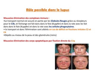Rôle possible dans le lupus
Mauvaise élimination des complexes immuns :
•Le transport normal est assuré en partie par les Globules Rouges grâce au récepteurs
pour le C3b, et l’échange est fait dans dans le foie (Kuppfer) et dans la rate avec les fait
dans dans le foie (Kuppfer) et dans la rate avec les cellules phagocytaires.
• le transport et donc l’élimination sont altérés en cas de déficit en fractions initiales C2 et
C4
•Dépôts au niveau de la peau et des glomérules (reins)
Mauvaise élimination des corps apoptotiques par fixation directe du C1q
 