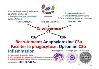 C3
C3a C3b
1.Le zymosan (Levures)
2.le LPS (Bacteries gram négatif)
3.L’acid teichoique (Bacteries gram pos)
mannose
1. C-réactive protéine (CRP) liant le
soi altéré ou le non soi
2. Complexe une IgM ou deux IgG
avec un Antigen
C3 convertase
Faciliter la phagocytose: Opsonine C3b
C3a C3b
Contraction de muscles lisses
Dégranulation des mastocytes: (histamine, leukotrienes)
Modifications vasculaires: dilation, augmentation de la
perméabilité (OEDEMES)
Inflammation
Recrutement: Anaphylatoxine C3a
Neutrophiles Macrophages Mastocytes
 