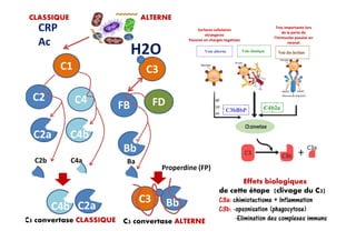 Surfaces cellulaires
etrangeres
Pauvres en charges negatives
Tres Importante lors
de la perte de
l’Immunite passive en
neonat
C1
C2
C2a
C4
C4b
C3
H2O
FB
CRP
Ac
FD
CLASSIQUE ALTERNE
C2b
C2a C4b
C4a
C2aC4b
C3 convertase CLASSIQUE
Bb
Ba
Bb
C3
C3 convertase ALTERNE
Properdine (FP)
Effets biologiques
de cette étape (clivage du C3)
C3a: chimiotactisme + Inflammation
C3b: -opsonisation (phagocytose)
-Elimination des complexes immuns
 